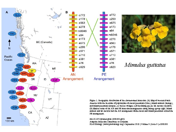 Mimulus guttatus Figure 1. Geographic distribution of the chromosomal inversion. (A) Map of western Mimulus guttatus Figure 1. Geographic distribution of the chromosomal inversion. (A) Map of western