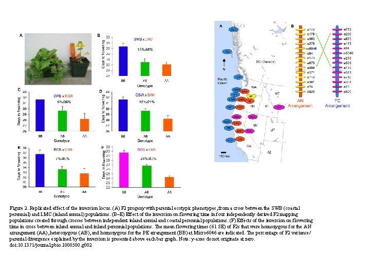 Figure 2. Replicated effect of the inversion locus. (A) F 2 progeny with parental Figure 2. Replicated effect of the inversion locus. (A) F 2 progeny with parental