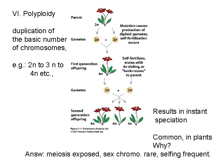 VI. Polyploidy duplication of the basic number of chromosomes, e. g. : 2 n VI. Polyploidy duplication of the basic number of chromosomes, e. g. : 2 n