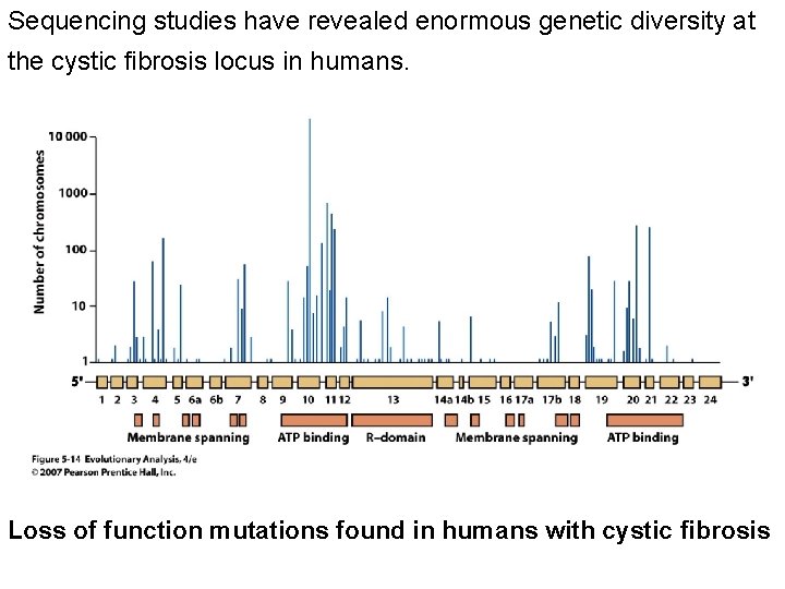Sequencing studies have revealed enormous genetic diversity at the cystic fibrosis locus in humans. Sequencing studies have revealed enormous genetic diversity at the cystic fibrosis locus in humans.
