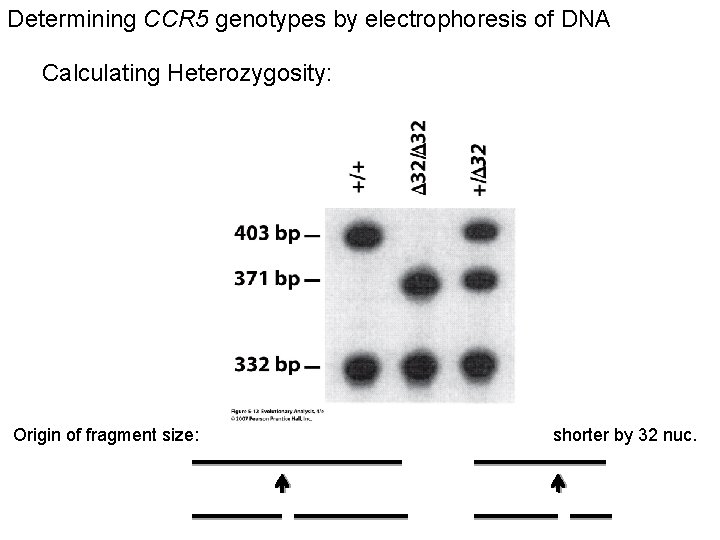Determining CCR 5 genotypes by electrophoresis of DNA Calculating Heterozygosity: Origin of fragment size: Determining CCR 5 genotypes by electrophoresis of DNA Calculating Heterozygosity: Origin of fragment size:
