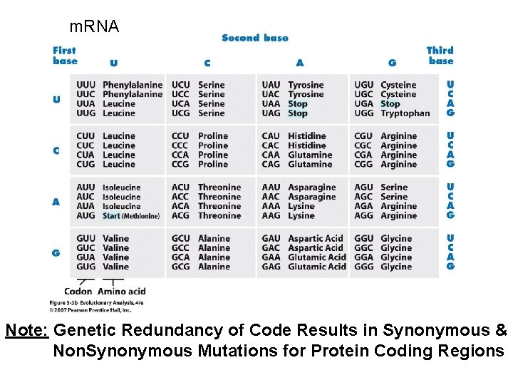 m. RNA Note: Genetic Redundancy of Code Results in Synonymous & Non. Synonymous Mutations m. RNA Note: Genetic Redundancy of Code Results in Synonymous & Non. Synonymous Mutations