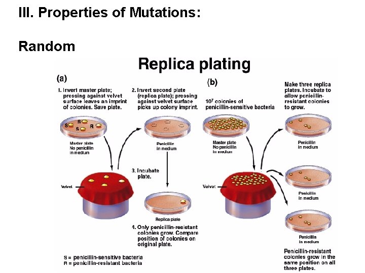 III. Properties of Mutations: Random III. Properties of Mutations: Random