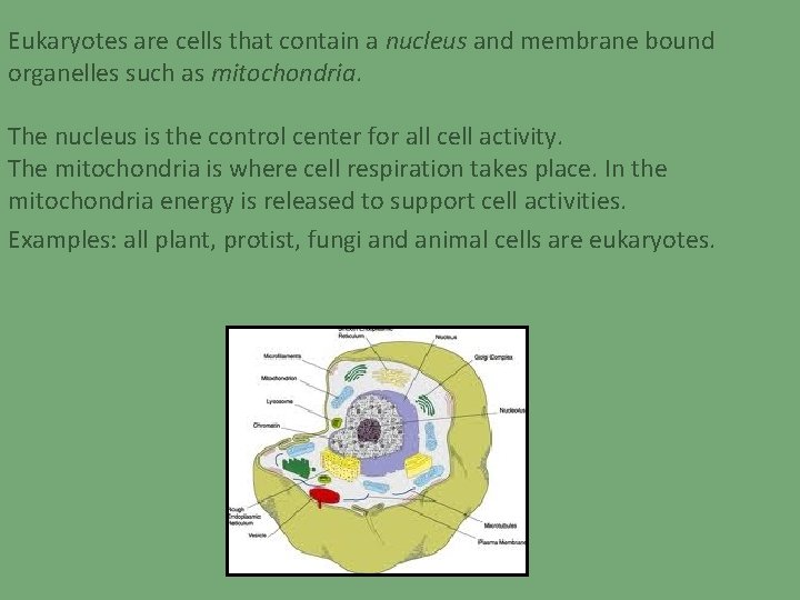 Eukaryotes are cells that contain a nucleus and membrane bound organelles such as mitochondria.