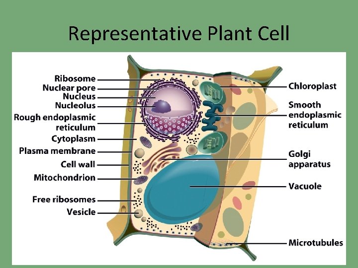Representative Plant Cell 