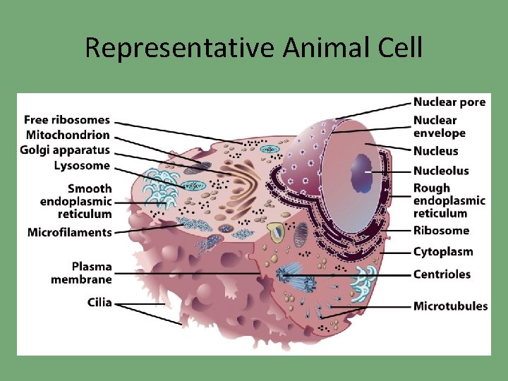 Representative Animal Cell 