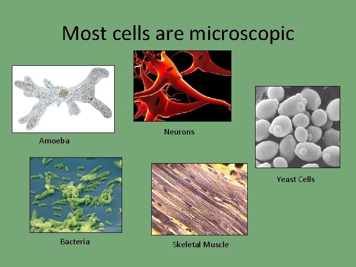 Most cells are microscopic Amoeba Neurons Yeast Cells Bacteria Skeletal Muscle 