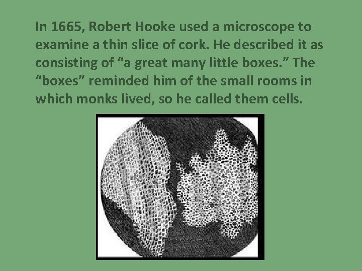  In 1665, Robert Hooke used a microscope to examine a thin slice of