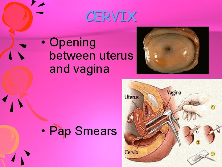 CERVIX • Opening between uterus and vagina • Pap Smears 