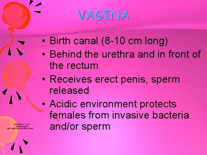 VAGINA • Birth canal (8 -10 cm long) • Behind the urethra and in