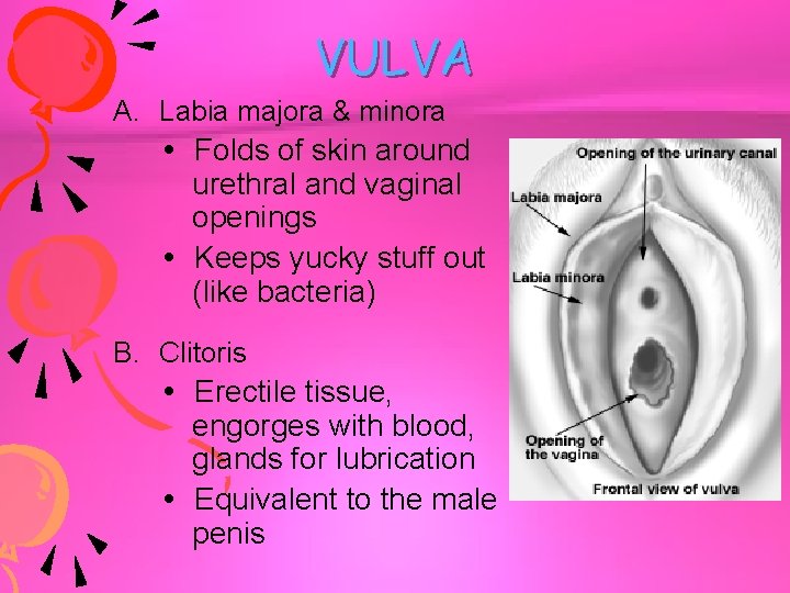 VULVA A. Labia majora & minora Folds of skin around urethral and vaginal openings