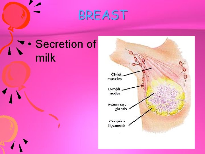 BREAST • Secretion of milk 