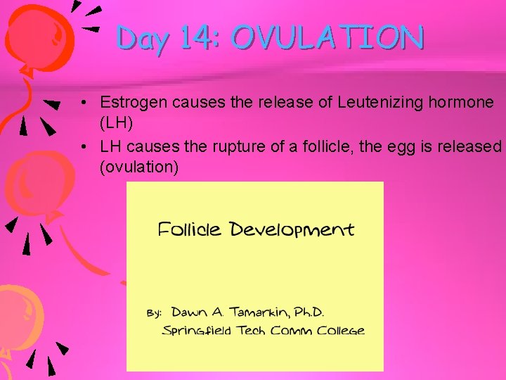 Day 14: OVULATION • Estrogen causes the release of Leutenizing hormone (LH) • LH