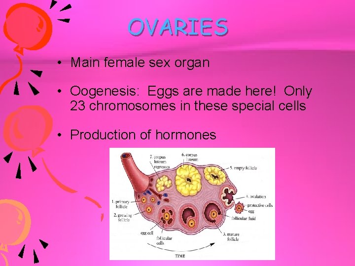 OVARIES • Main female sex organ • Oogenesis: Eggs are made here! Only 23