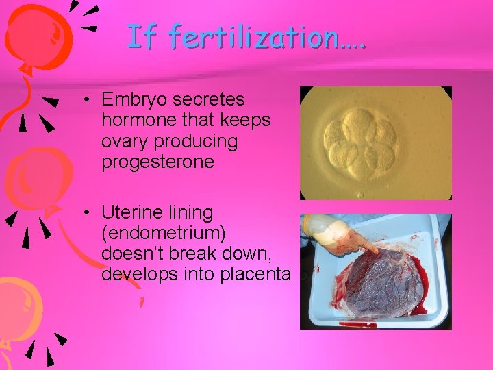 If fertilization…. • Embryo secretes hormone that keeps ovary producing progesterone • Uterine lining