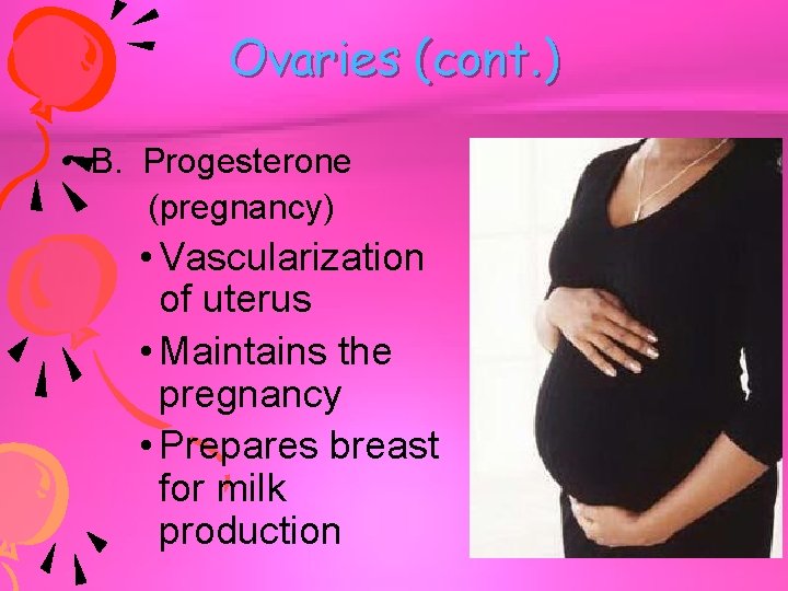 Ovaries (cont. ) • B. Progesterone (pregnancy) • Vascularization of uterus • Maintains the