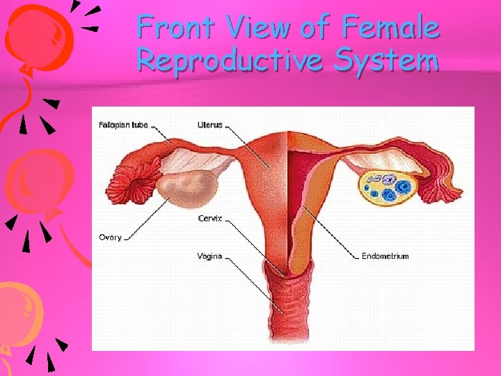 Front View of Female Reproductive System 