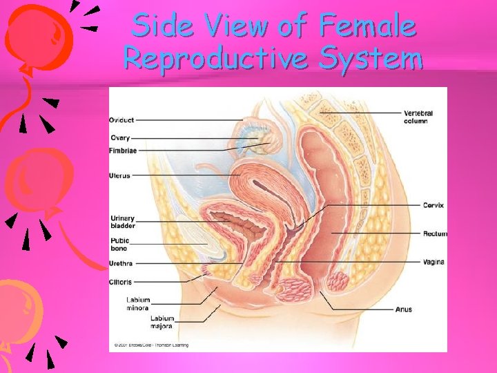 Side View of Female Reproductive System 