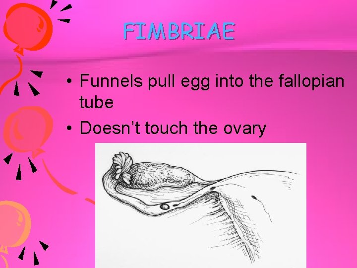 FIMBRIAE • Funnels pull egg into the fallopian tube • Doesn’t touch the ovary