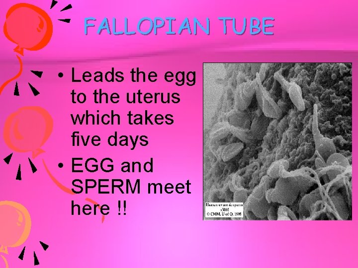 FALLOPIAN TUBE • Leads the egg to the uterus which takes five days •