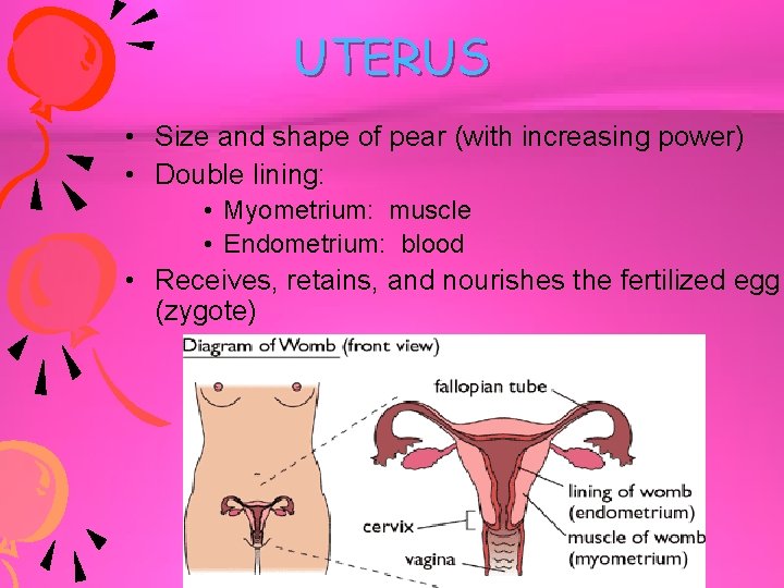 UTERUS • Size and shape of pear (with increasing power) • Double lining: •