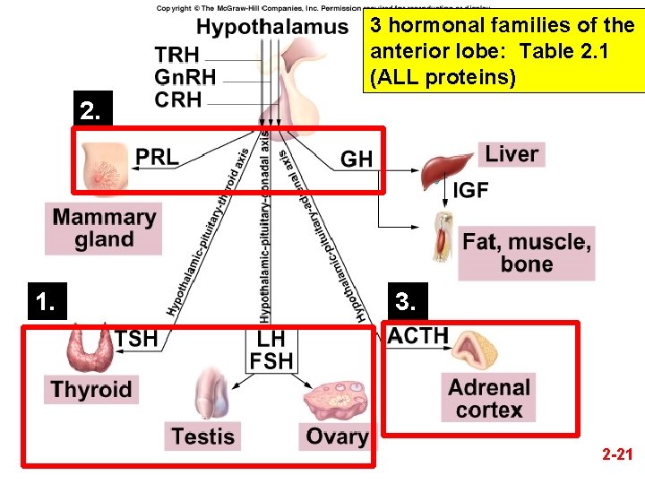 3 hormonal families of the anterior lobe: Table 2. 1 (ALL proteins) 2. 1.