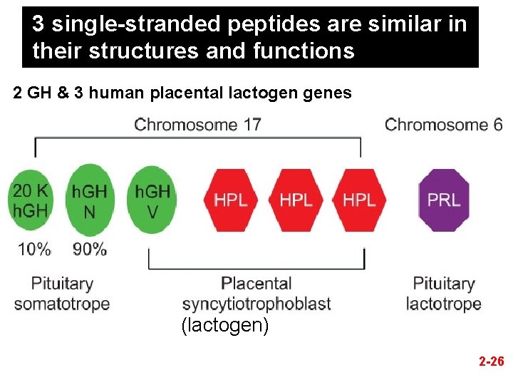 3 single-stranded peptides are similar in their structures and functions 2 GH & 3