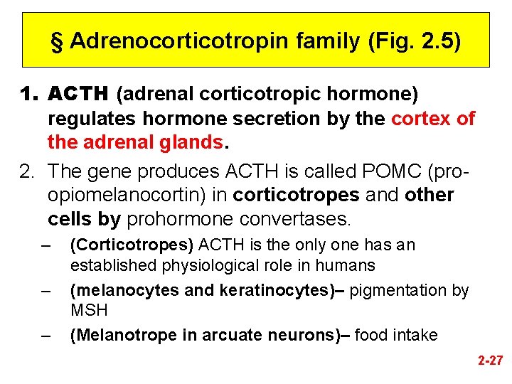§ Adrenocorticotropin family (Fig. 2. 5) 1. ACTH (adrenal corticotropic hormone) regulates hormone secretion