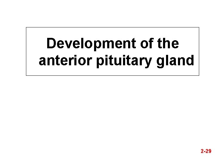 Development of the anterior pituitary gland 2 -29 