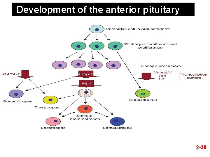 Development of the anterior pituitary 2 -30 