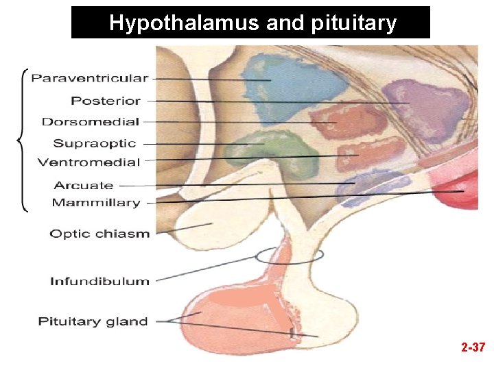 Hypothalamus and pituitary 2 -37 