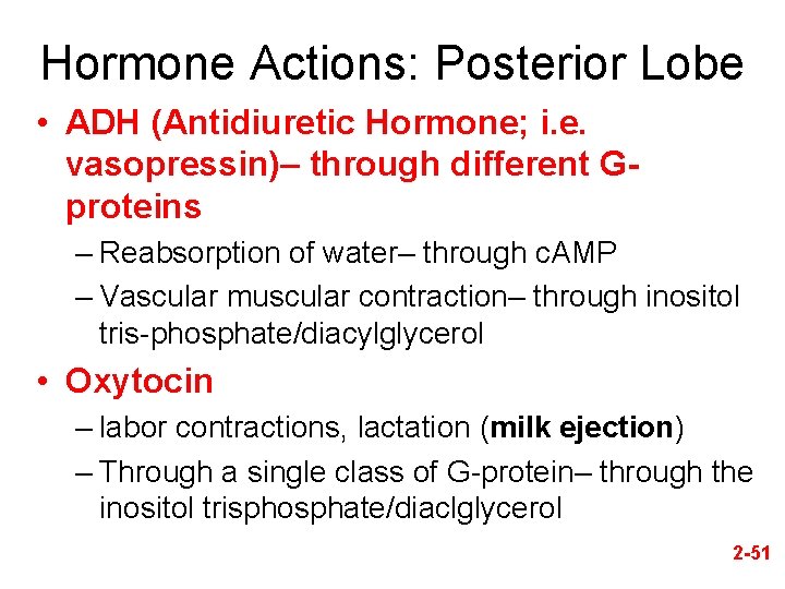 Hormone Actions: Posterior Lobe • ADH (Antidiuretic Hormone; i. e. vasopressin)– through different Gproteins