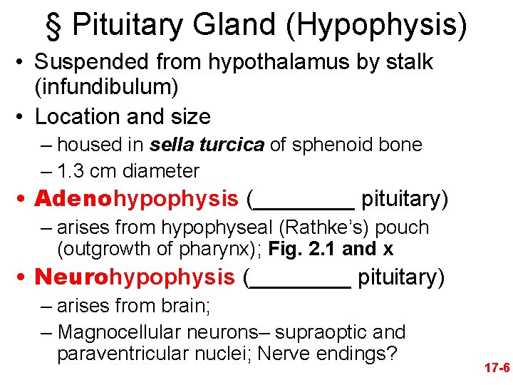 § Pituitary Gland (Hypophysis) • Suspended from hypothalamus by stalk (infundibulum) • Location and