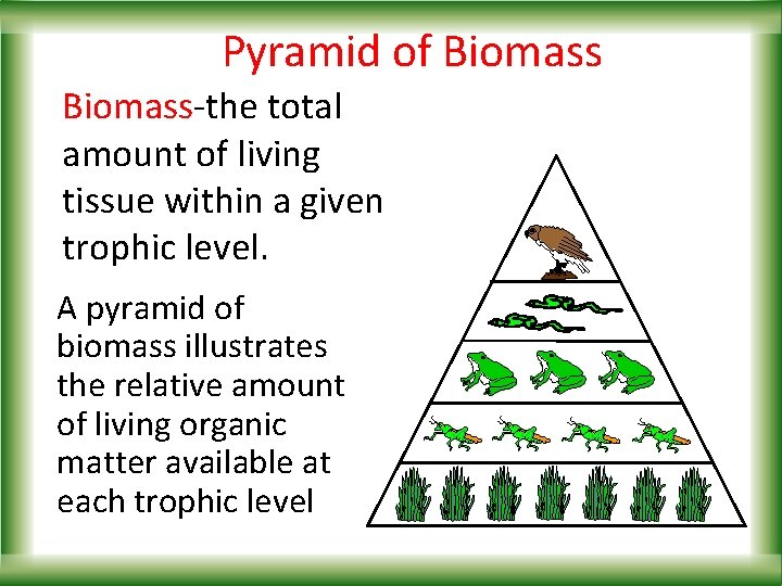 Pyramid of Biomass-the total amount of living tissue within a given trophic level. A