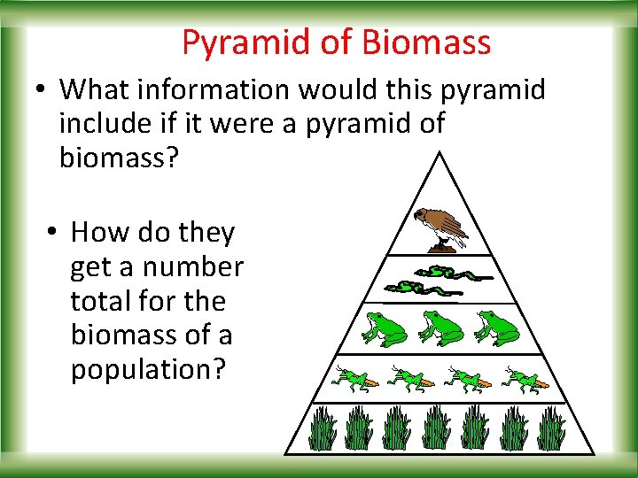 Pyramid of Biomass • What information would this pyramid include if it were a