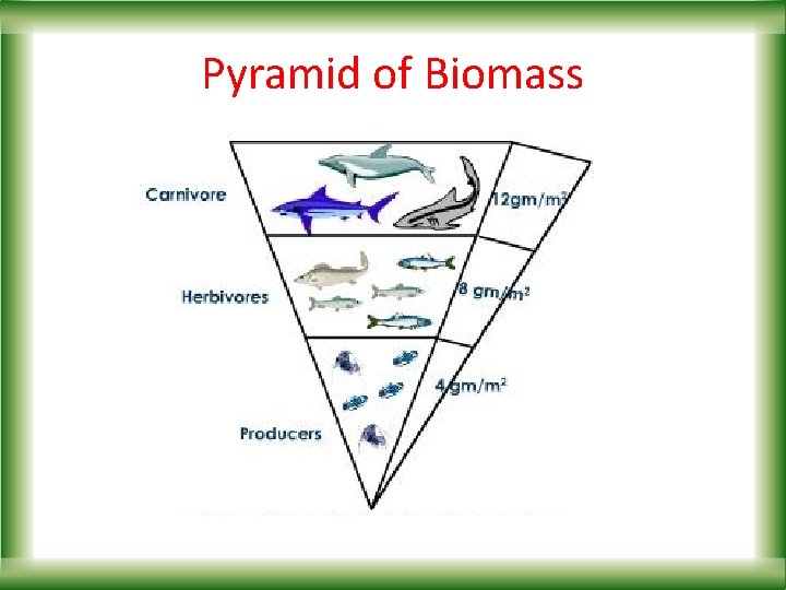 Pyramid of Biomass 