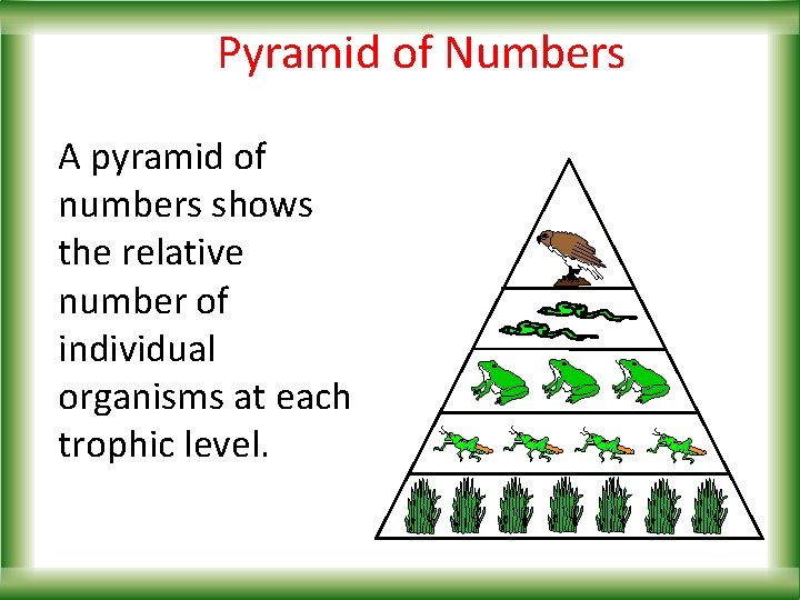 Pyramid of Numbers A pyramid of numbers shows the relative number of individual organisms