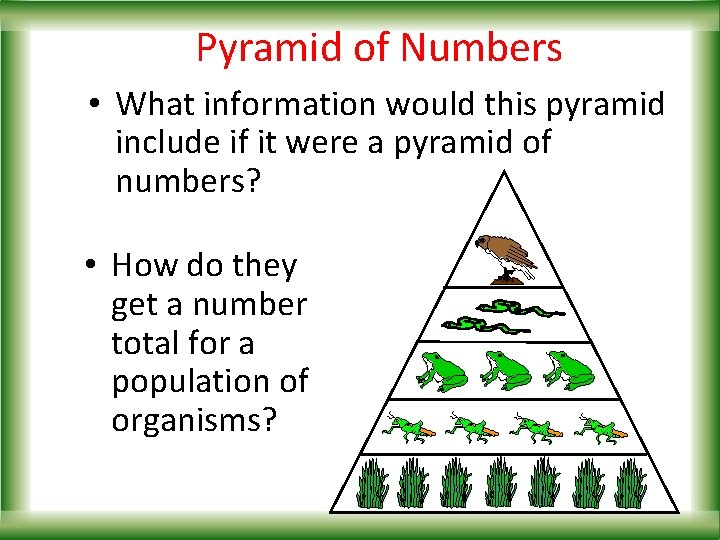 Pyramid of Numbers • What information would this pyramid include if it were a