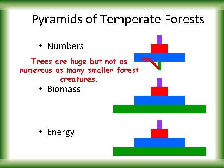 Pyramids of Temperate Forests • Numbers Trees are huge but not as numerous as