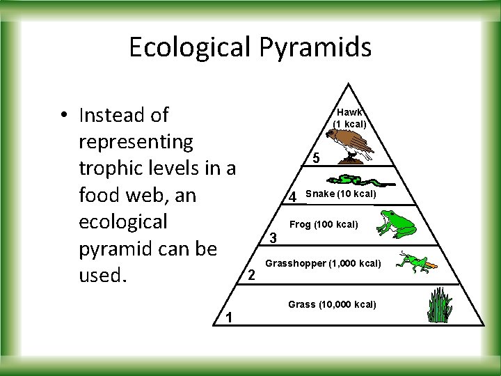Ecological Pyramids • Instead of representing trophic levels in a food web, an ecological