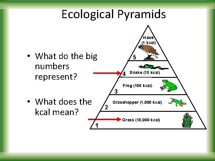 Ecological Pyramids Hawk (1 kcal) • What do the big numbers represent? 5 4