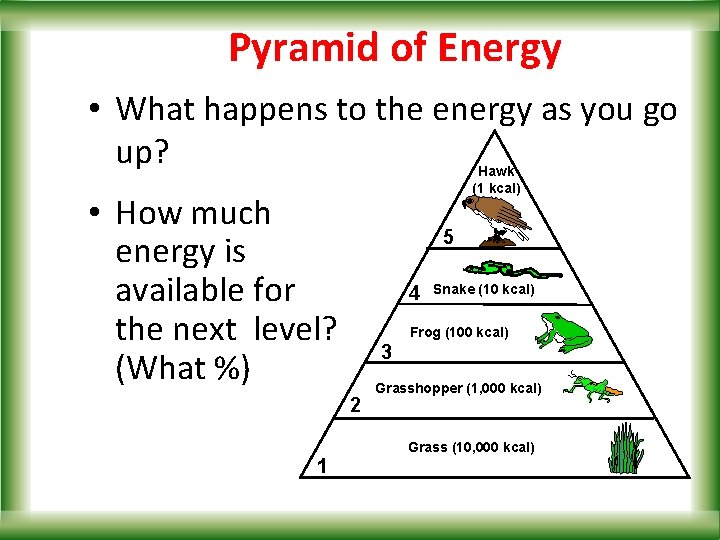 Pyramid of Energy • What happens to the energy as you go up? Hawk