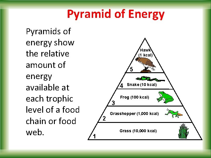 Pyramid of Energy Pyramids of energy show the relative amount of energy available at