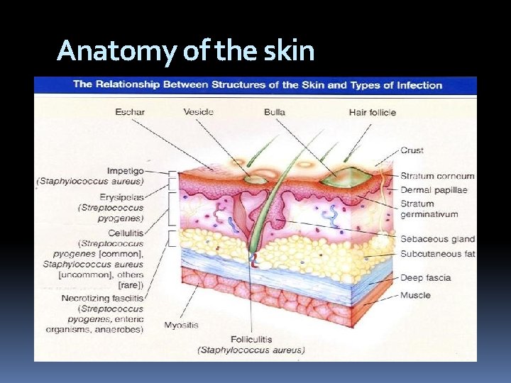 Anatomy of the skin 