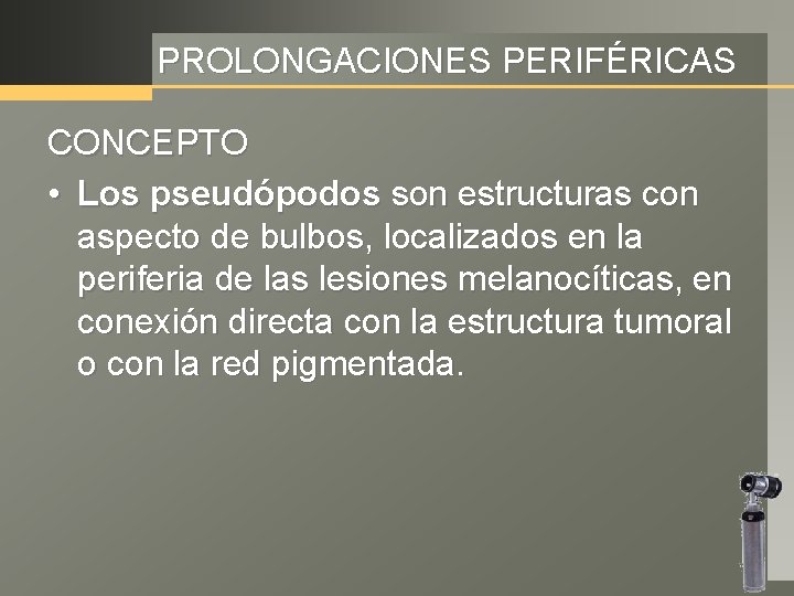 PROLONGACIONES PERIFÉRICAS CONCEPTO • Los pseudópodos son estructuras con aspecto de bulbos, localizados en