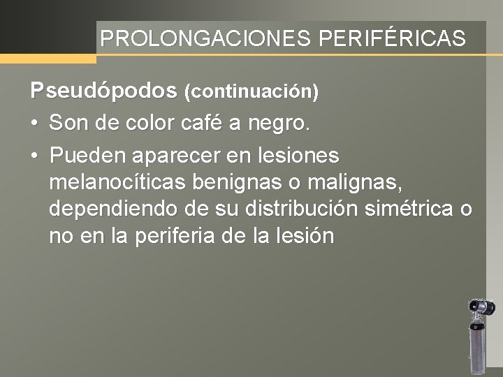 PROLONGACIONES PERIFÉRICAS Pseudópodos (continuación) • Son de color café a negro. • Pueden aparecer