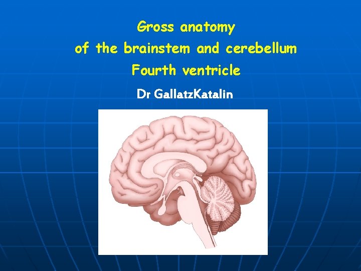 Gross anatomy of the brainstem and cerebellum Fourth ventricle Dr Gallatz. Katalin 
