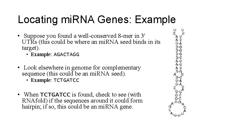 Locating mi. RNA Genes: Example • Suppose you found a well-conserved 8 -mer in