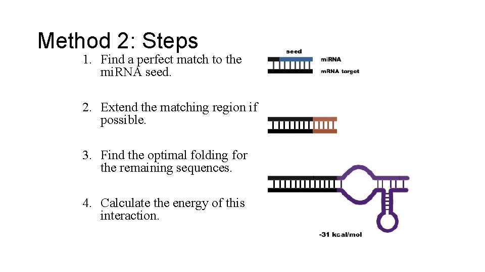 Method 2: Steps 1. Find a perfect match to the mi. RNA seed. 2.