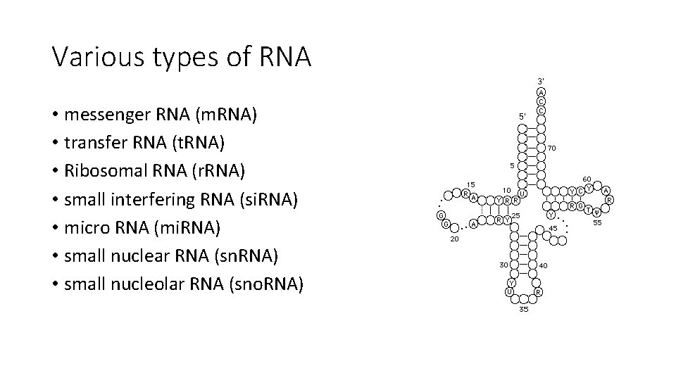 Various types of RNA • messenger RNA (m. RNA) • transfer RNA (t. RNA)